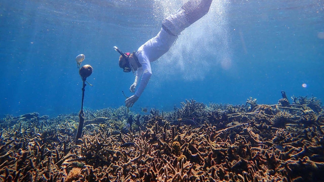 Scientists keep an ear on coral reef health by monitoring ocean sounds off Indonesian coast