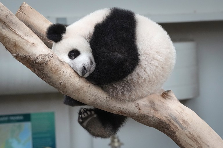 ENG_CHN_FEATUREPandanomics_12292022 105.jpg ENG_CHN_FEATUREPandanomics_12292022 105.jpg