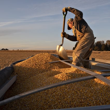 A farmer shovels corn inside a semitrailer during a harvest in Buda, Illinois, U.S., soybeans, pork, corn and beef.on Tuesday, Nov. 5, 2019. The US Department of Agriculture reports that the ‘phase one’ trade deal had helped keep China a leading market for several commodities. Photo: Bloomberg