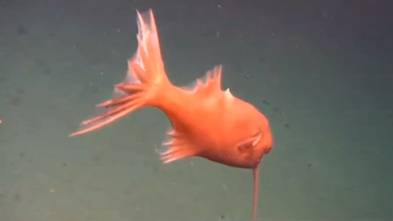 Strange sea creatures spotted in Kermadec Trench, one of the deepest places on Earth