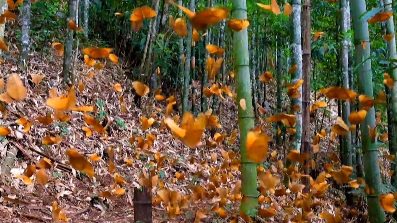 Rare ‘butterfly explosion’ seen in China’s biodiverse southwestern Yunnan province