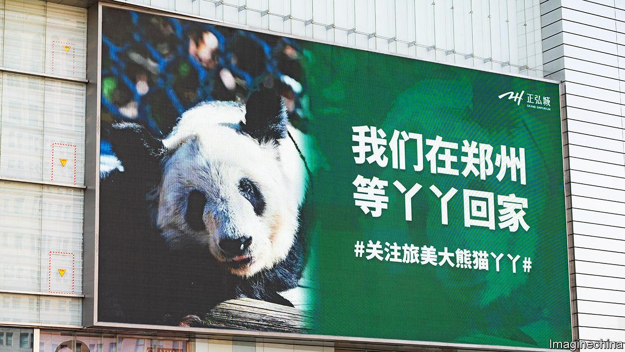 Chinese nationalists are up in arms over the treatment of pandas 1 chinese nationalists are up in arms over the treatment of pandas