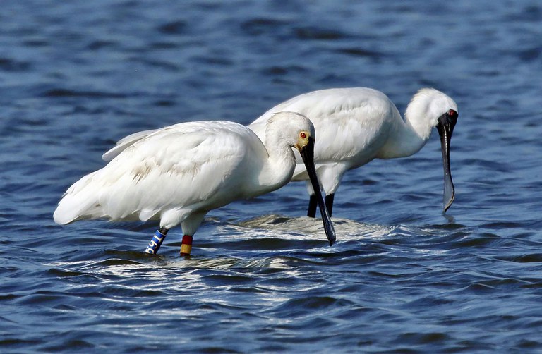 ENG_CHN_FEATURE_BlackfacedSpoonbills_03172023.4.jpeg ENG_CHN_FEATURE_BlackfacedSpoonbills_03172023.4.jpeg