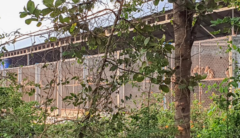 image.jpg Cages of monkeys are seen on the grounds of a farm in Cambodia’s rural Kampong Speu province, March 2023. Video of monkey smuggling at a similar farm has emerged. RFA