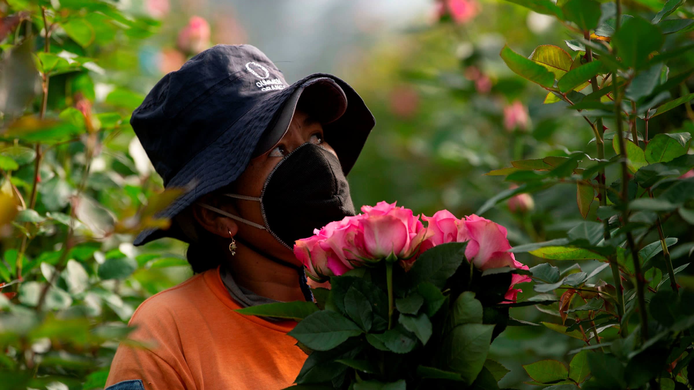 Flower plantation in Cangahua, Ecuador
