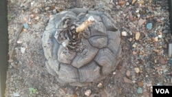 Elephant's foot, a type of endangered succulent that grows in South Africa's vast Karoo, May 16, 2023. (Kate Bartlett/VOA)