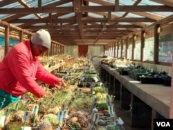 A researcher tends to succulents at a warehouse in the Succulent Karoo in the Western Cape, where plants seized from traffickers are taken, May 16, 2023. (Kate Bartlett/VOA)