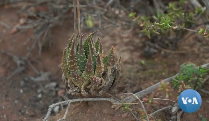succulents south africas new plant poaching pandemic