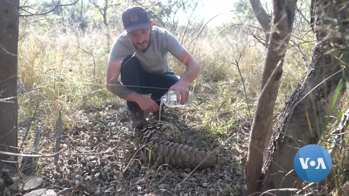 From Peril to Paradise: A South African Pangolin Gets a New Start 1 from peril to paradise a south african pangolin gets a new start 1