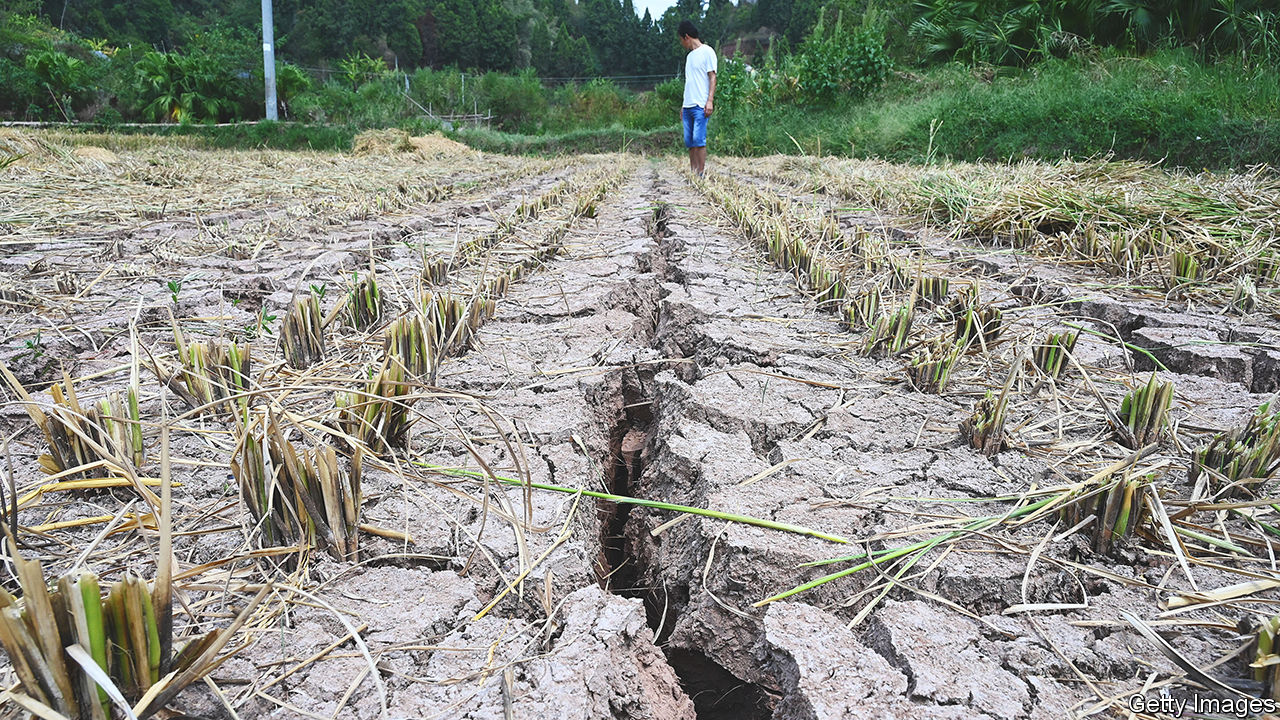A farmer inspects a field cracked due to drought.
