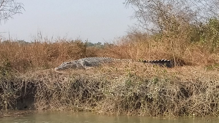 ENG_BUR_CrocSpread_08102023.2.jpg ENG_BUR_CrocSpread_08102023.2.jpg
