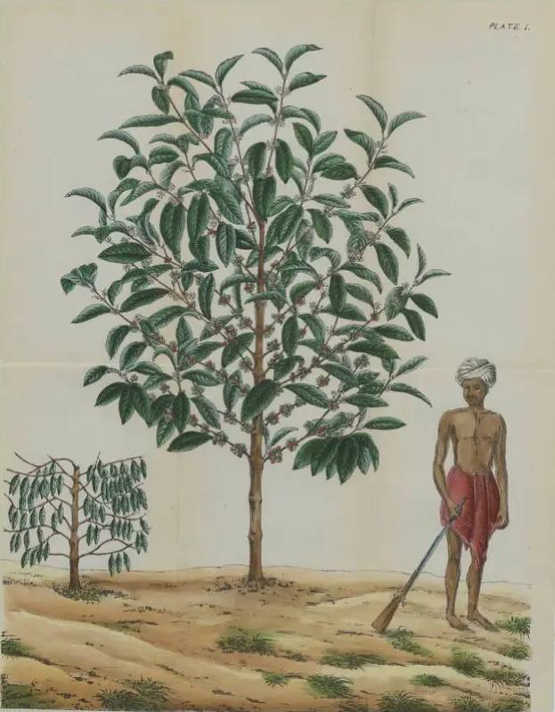 Historic images from literature referencing the liberica coffee bean, showing the leaf and cherry cross-section as well as the tree in full fruit