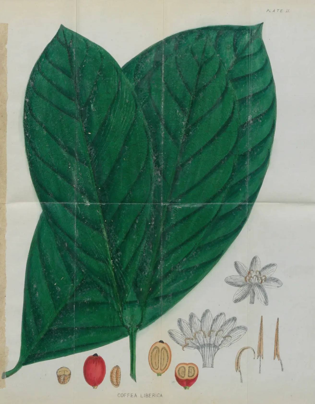 Historic images from literature referencing the liberica coffee bean, showing the leaf and cherry cross-section as well as the tree in full fruit