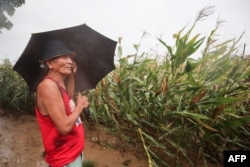 A man braves heavy showers and winds while inspecting his corn farm as Typhoon Saola brushes past Ilagan City, north of Manila, Philippines, on Aug. 27, 2023. Hundreds of people fled their homes as floods unleashed by the storm swept through mainly rural villages in the northeastern Philippines, rescue official said.