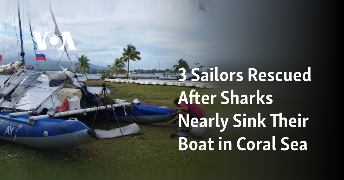 3 Sailors Rescued After Sharks Nearly Sink Their Boat in Coral Sea 1 3 sailors rescued after sharks nearly sink their boat in coral sea 1