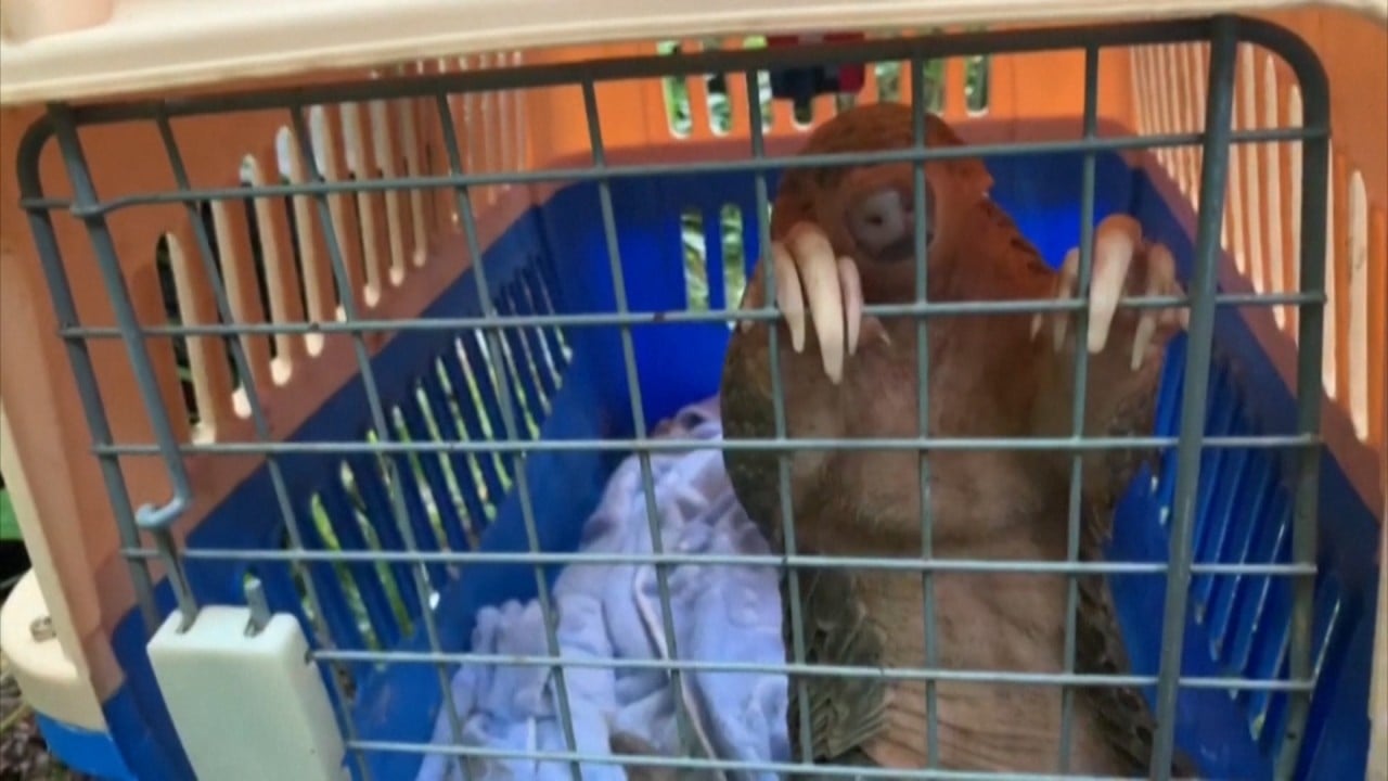 china hits back at us claims it is putting pangolins at risk 1