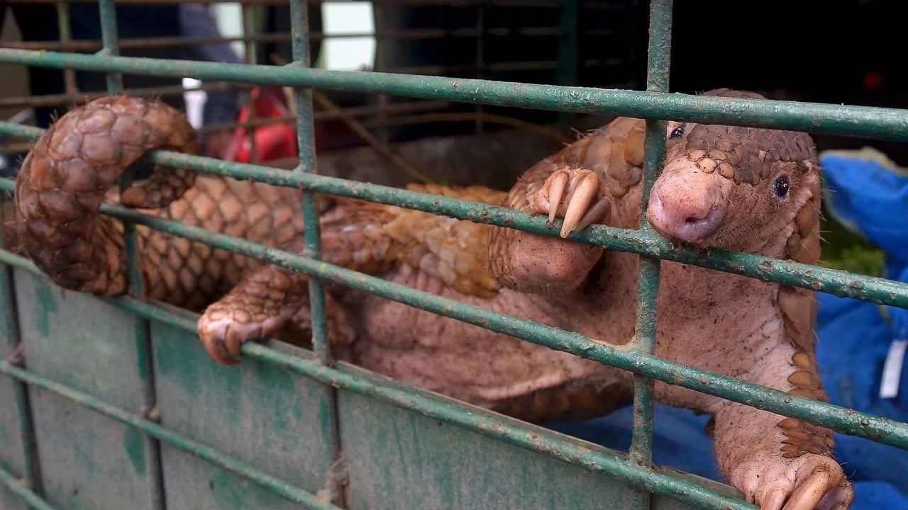 china hits back at us claims it is putting pangolins at risk
