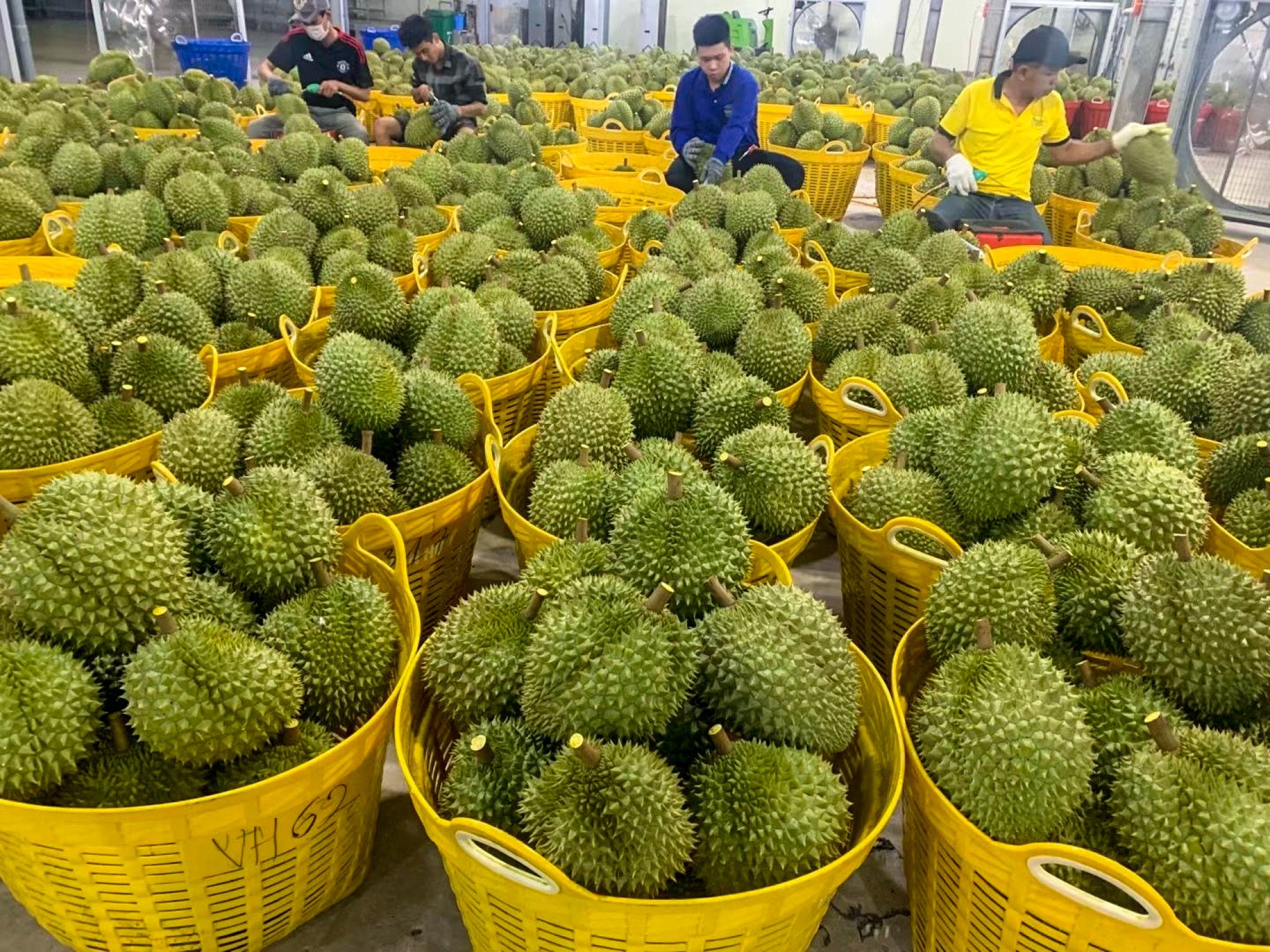 In the first half of 2023, Vietnam exported durian worth US$876 million, with US$835 million shipped to China, Vietnamese media reports said. Photo: Bob Wang death and debt in china taiwan reacts to plas new carrier korean visitor in hong kong molested scmps 7 highlights 3
