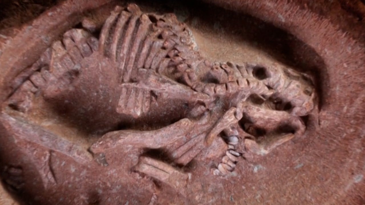dragon bone thieves how centuries old custom of eating animal fossils drives an underground trade 1