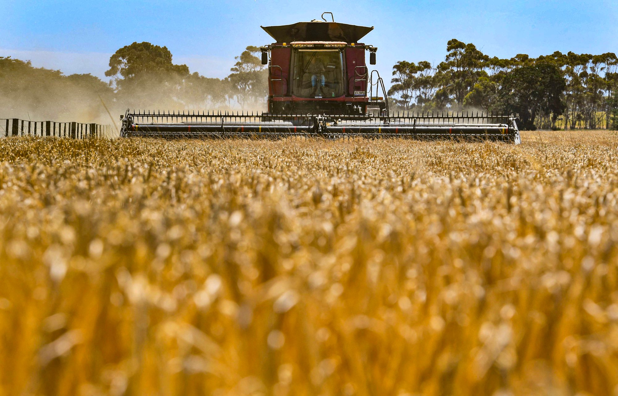 A paddock of barley being harvested on a farm near Inverleigh, some 100km west of Melbourne, in December 2020. China said last month it was removing tariffs on Australian barley that had been in place for three years. Photo: AFP