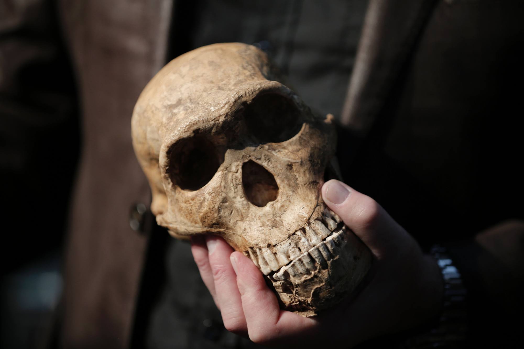 A replica of the skull of a hominin skeleton discovered in Johannesburg, South Africa, in 2017.