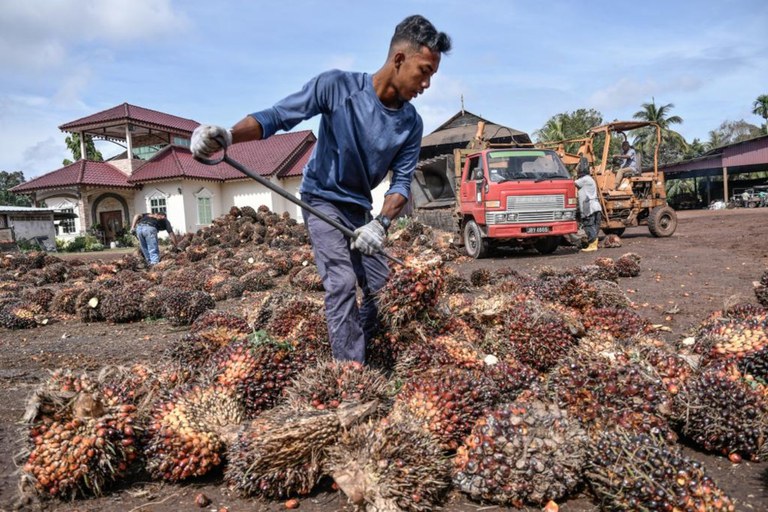 18 MY-CH-palm-oil2.jpeg 18 MY-CH-palm-oil2.jpeg