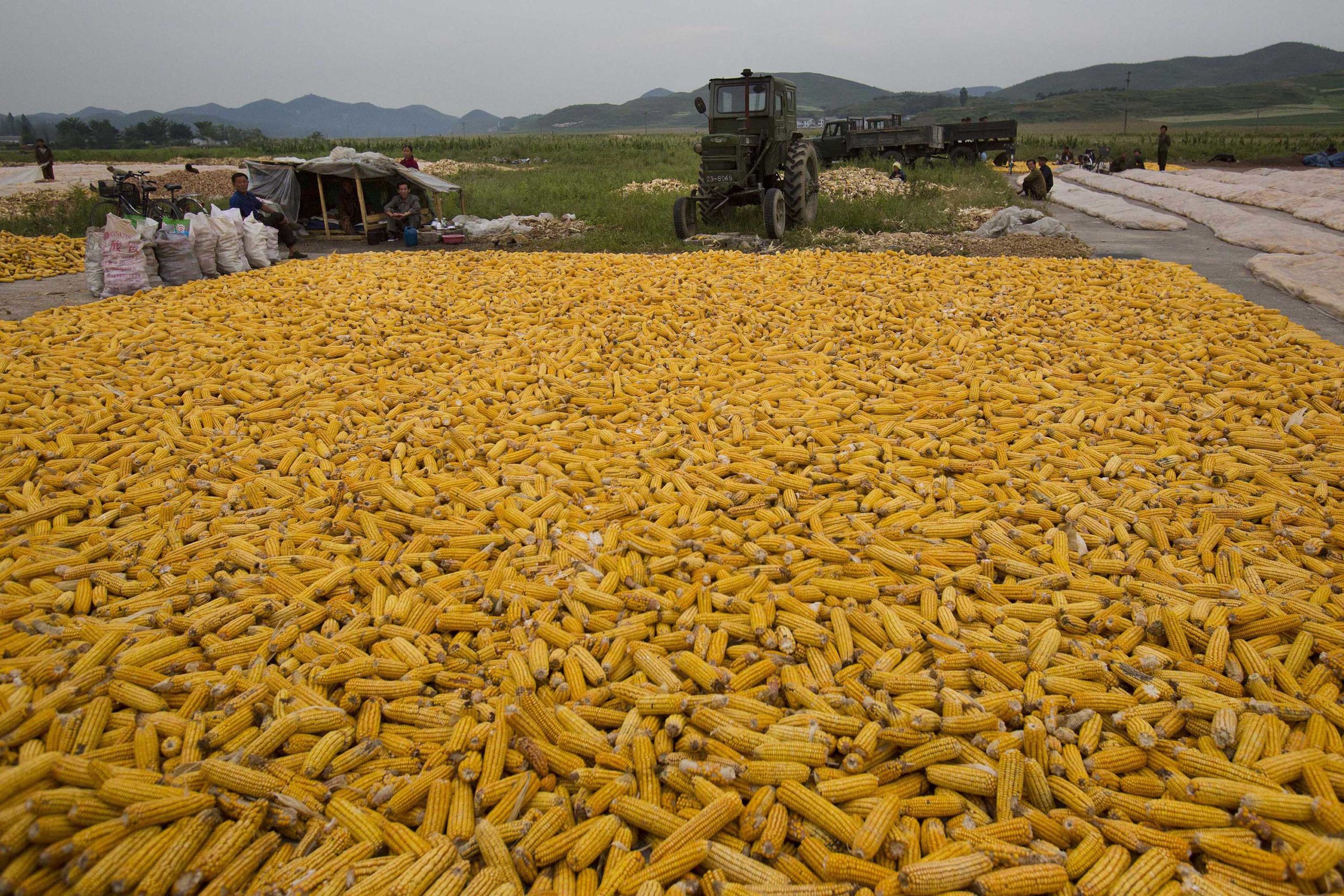 north korea mobilizes students to fight yearly corn battle scaled