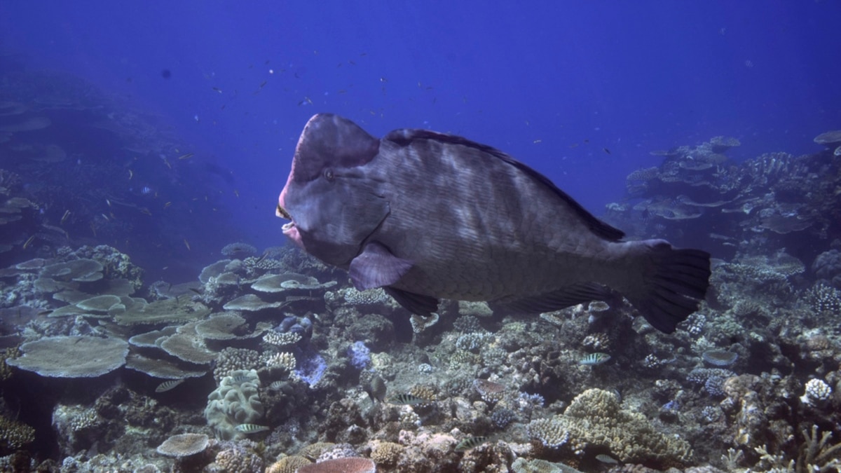 Sensors, Satellites Monitor Water Quality in Australia’s Great Barrier Reef 1 sensors satellites monitor water quality in australias great barrier reef 1