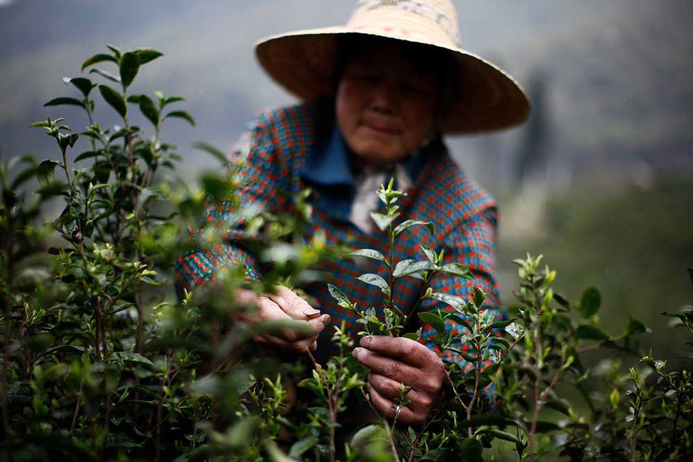 ENG_CHN_FEATUREStormInTeapot_09142023_03.jpg A woman plucks tea leaves in Moganshan, Zhejiang province. Extreme weather, such as drought or heavy rainfall, is detrimental to the growth of tea trees, causing tea buds to germinate slowly and become smaller Credit: Carlos Barria/Reuters