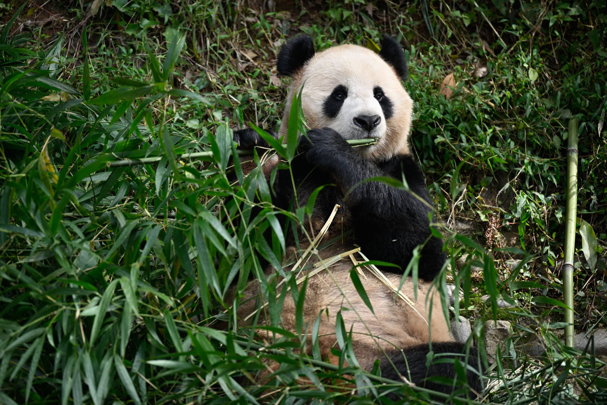 Lead author Kristine Gandia said accounting for overnight behaviour, sleeping sites and sleep quality could help improve giant panda welfare because zoos could provide appropriate resources. Photo: Xinhua