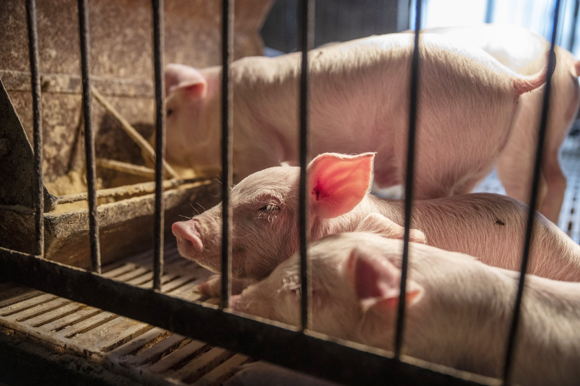 The global outbreak of African swine fever, which swept across China in 2018, has devastated the pork industry. Pork: Bloomberg