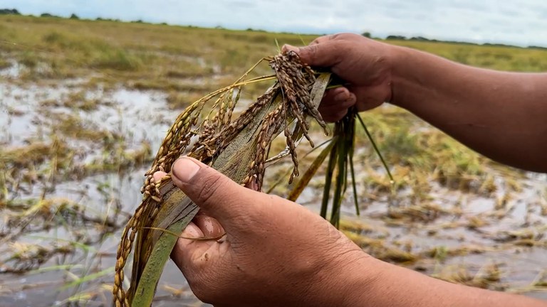 ENG_BUR_BagoFlooding_10192023.2.jpg Farmer Zaw Myo shows rice destroyed by recent flooding in the Bago region. Credit: RFA