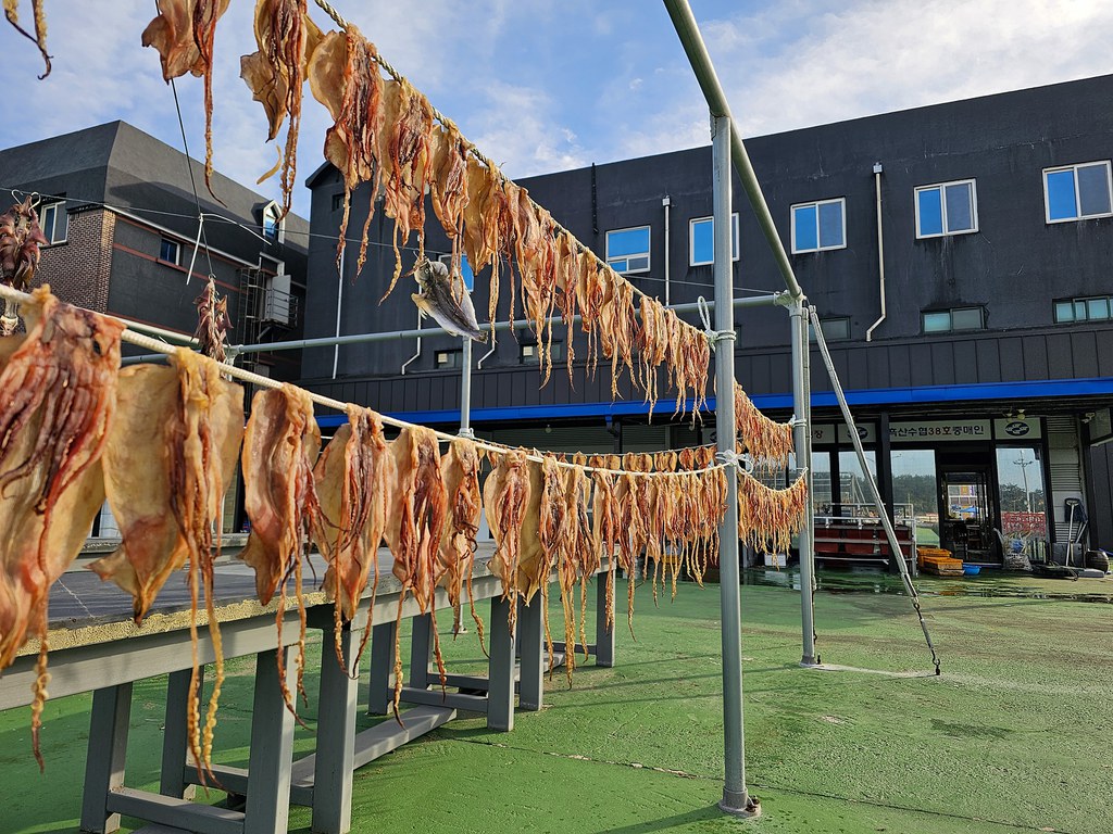 Squid dry in the sun on Heuksan Island. Credit: Lee Jeong-Ho/RFA