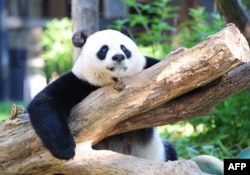 FILE - Female giant panda Mei Xiang rests in her enclosure at the National Zoo in Washington, Aug. 24, 2016.