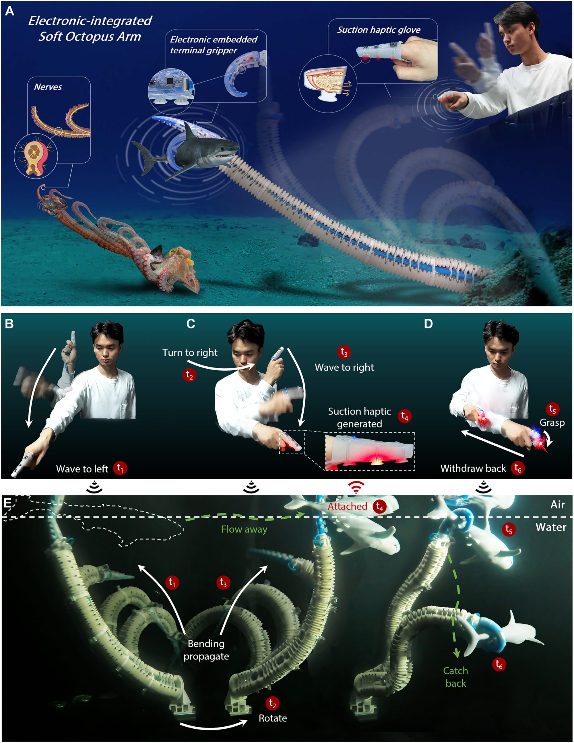 The E-SOAM could provide valuable insights into the development of future bio-inspired autonomous systems. Photo: Handout