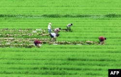 FILE — This aerial photo taken on June 27, 2023, shows farmers working at a rice field in Haian, in China's eastern Jiangsu province.