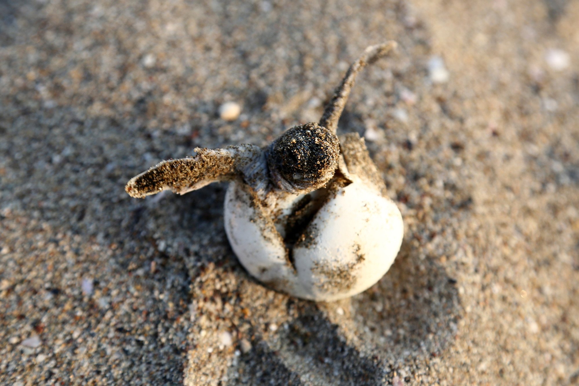Chelonia mydas, a newly hatched baby green sea turtle. Photo: Shutterstock