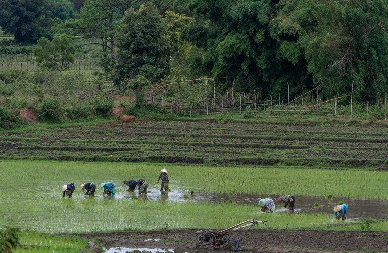 rice-field.jpg Farmers work in a rice field in Xieng Khouang, Laos, June 27, 2023. Credit: : Tran Viet Duc/RFA