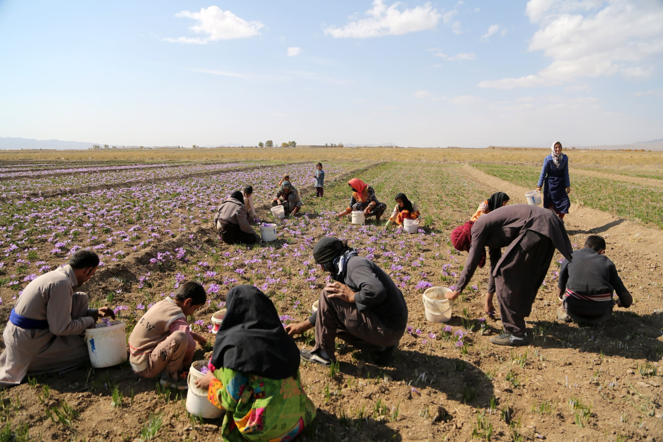 Farm workers in a saffron field.