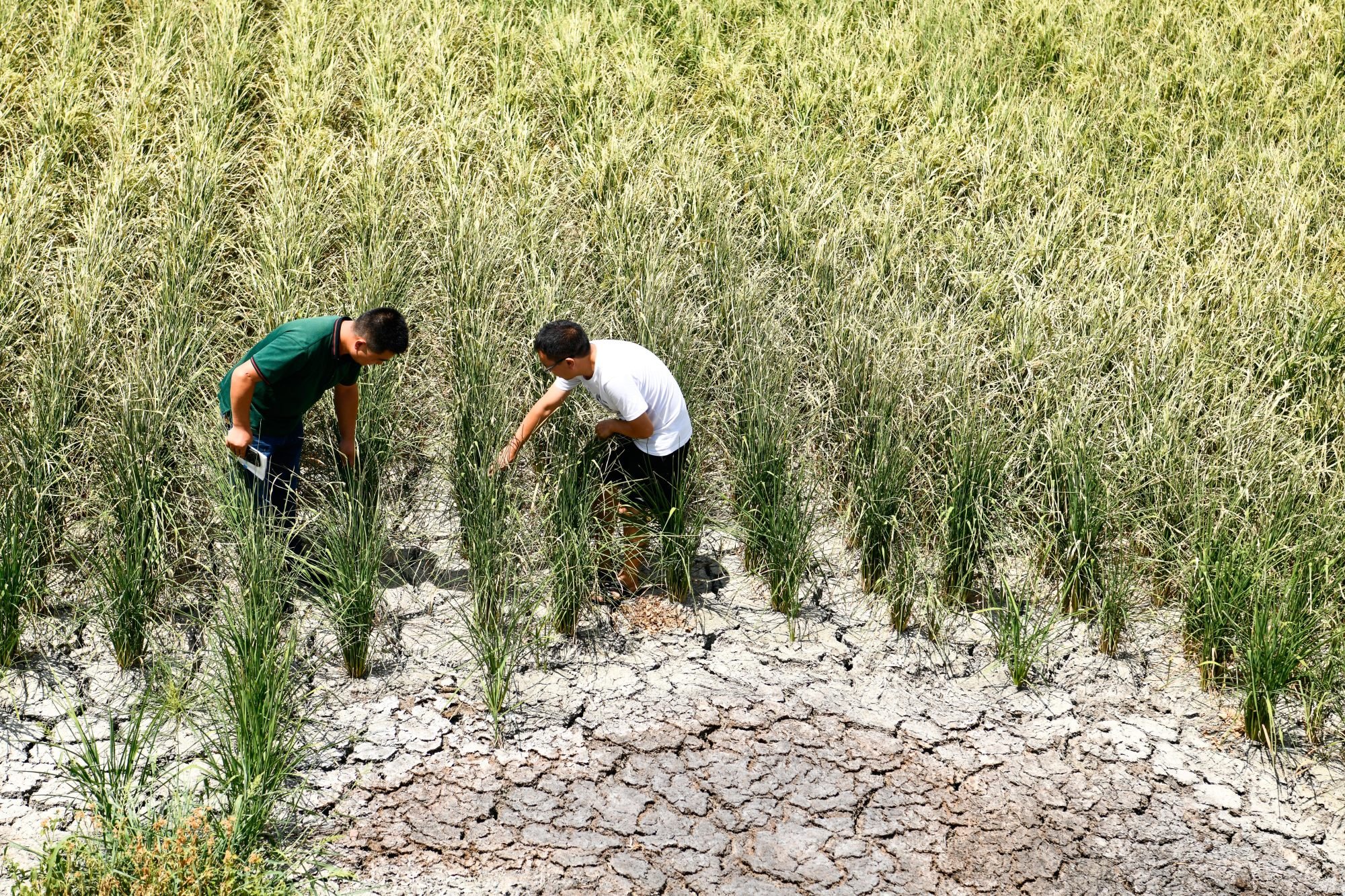 The Asian water tower is vital to water supply across Southeast Asia, which in turn is needed for food production such as rice cultivation, pictured. Picture: Xinhua