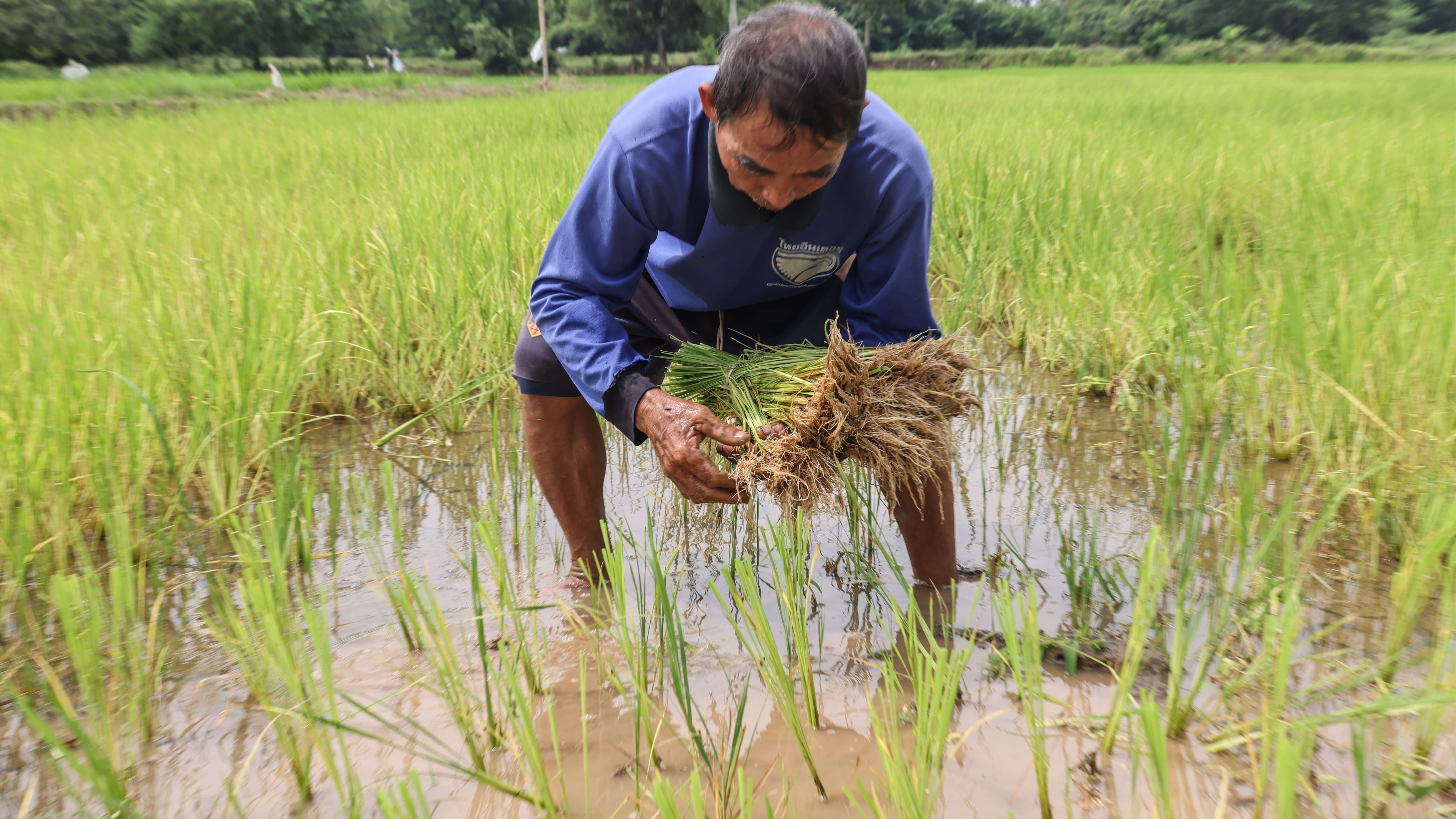 A farmer with his feet in the water of a rice field