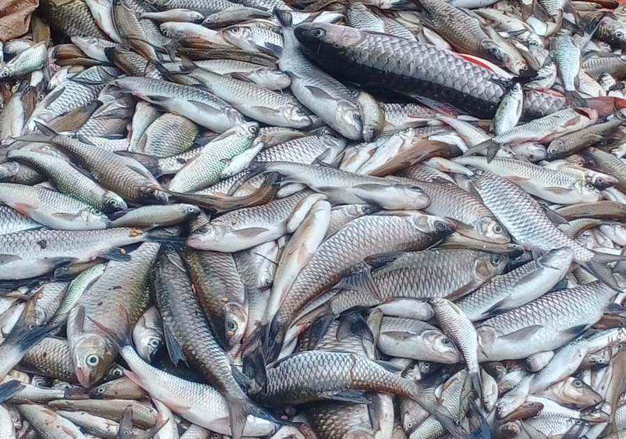 ENG_LAO_DeadFish_01302024.2.jpg ENG_LAO_DeadFish_01302024.2.jpg