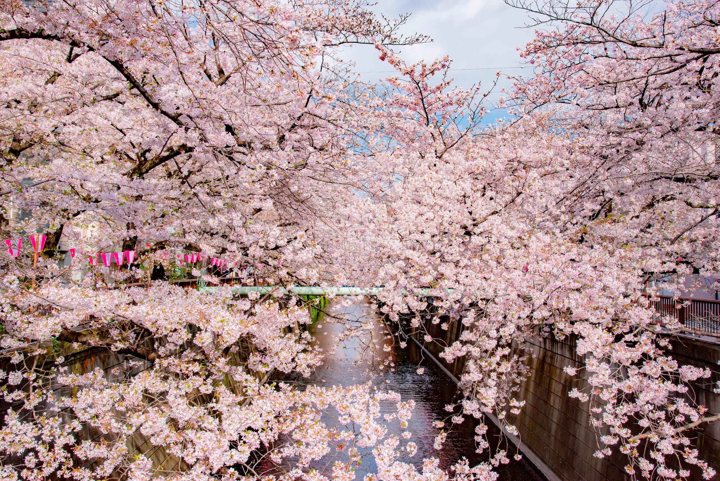 Sakura in bloom in Tokyo last spring