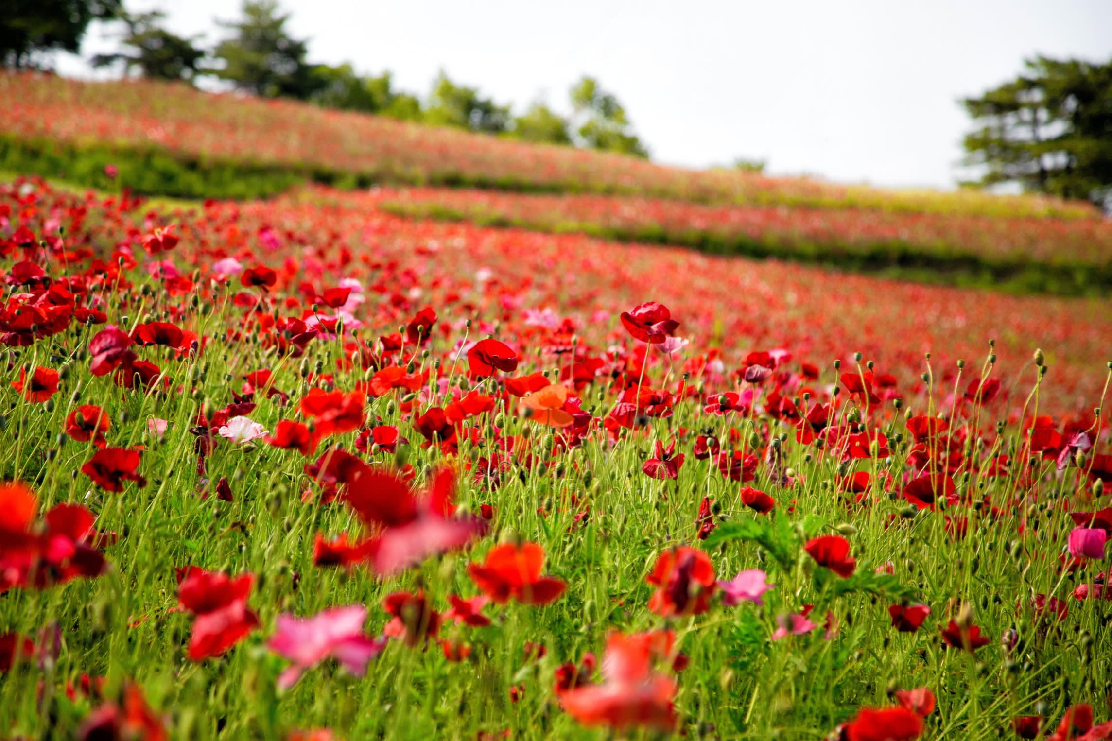 A field of poppies in Showa Kinen Park