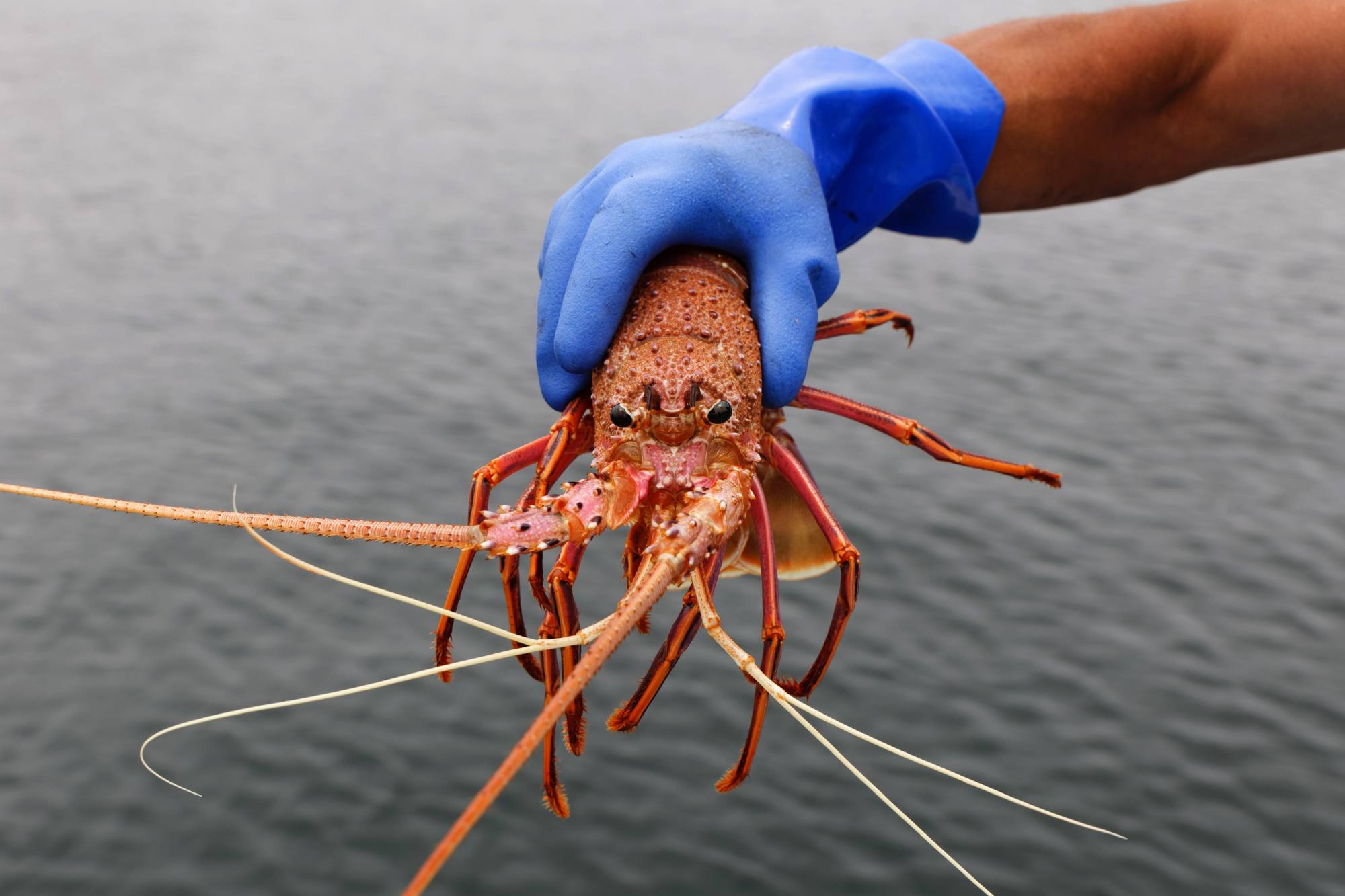 While Beijing has lifted most of the trade barriers it imposed on Australian goods in 2020, restrictions remain on lobsters, wine and some meat. Photo: AFP