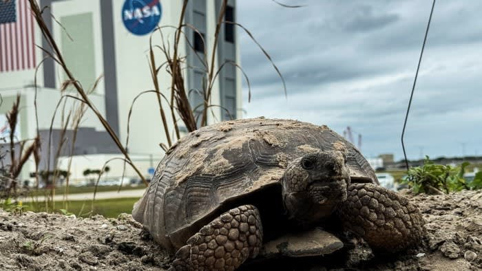 Photo of a gopher tortoise