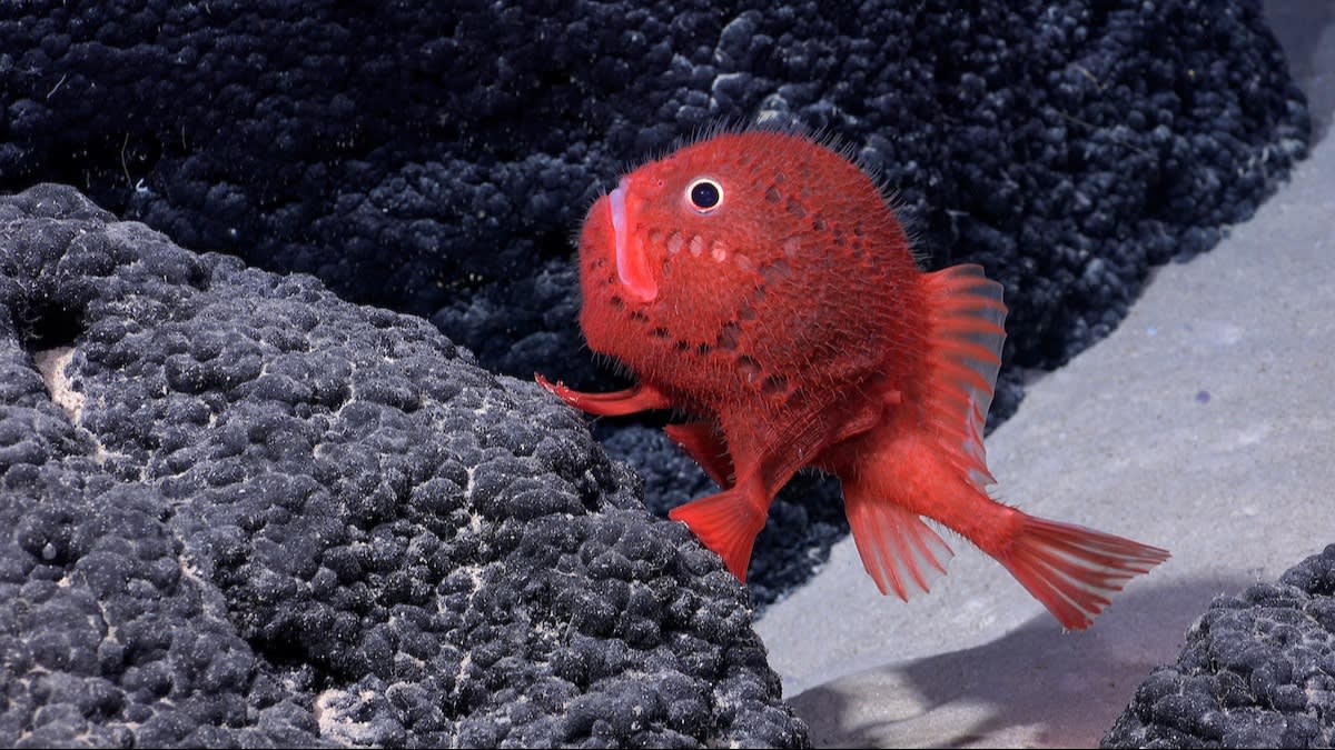 A chaunacops (a genus of sea toad from the Chaunacidae family) at a depth of almost 1,400 metres in Chile’s Nazca-Desventuradas marine park