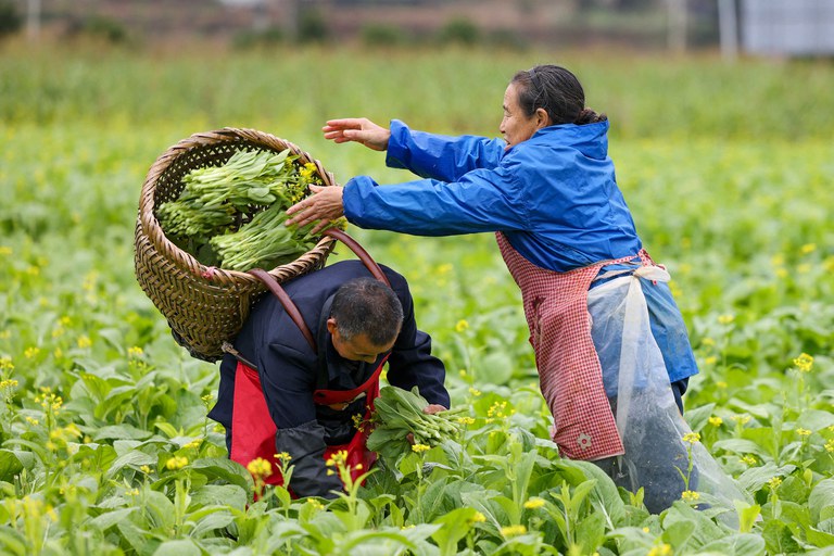 ENG_CHN_FoodSecurity_02052024.2.JPG ENG_CHN_FoodSecurity_02052024.2.JPG