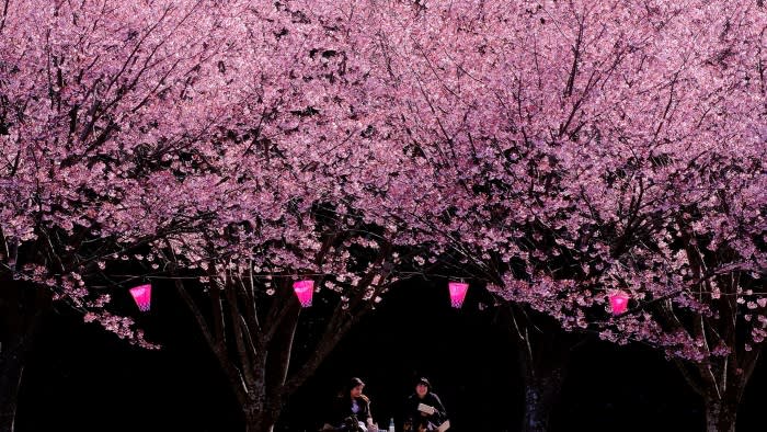 Two women picnic under under cherry trees in full bloom