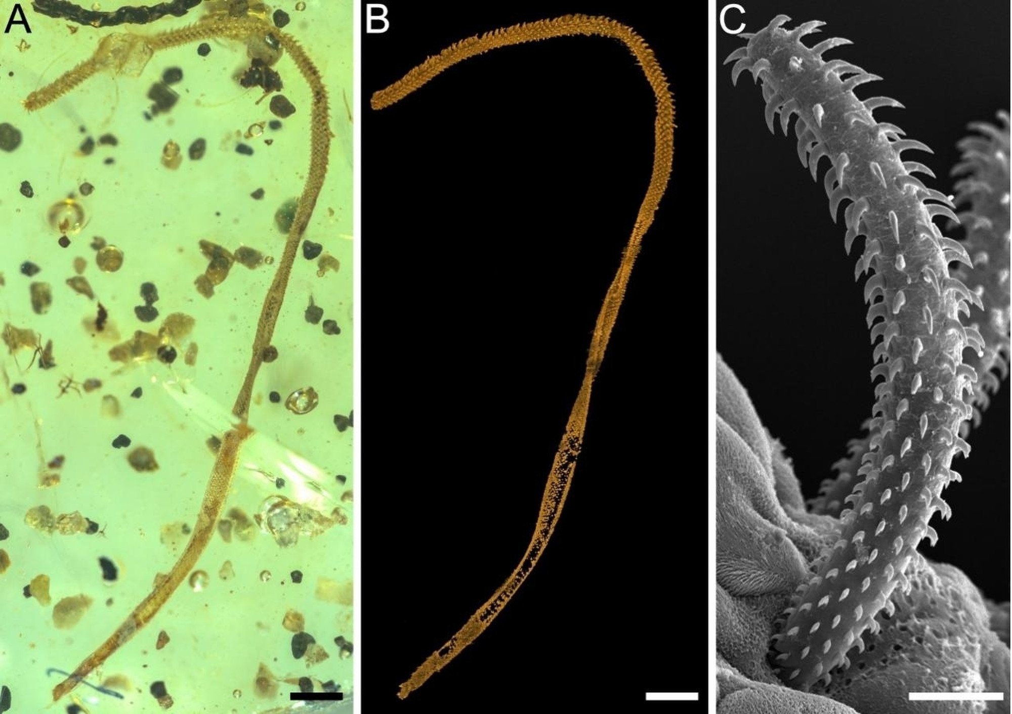 From left, a microscopic image of the fossil tapeworm; a micro-CT image of the same fragment, and an electron microscopy image of an extant trypanorhynch tapeworm. Image: NIGPAS
